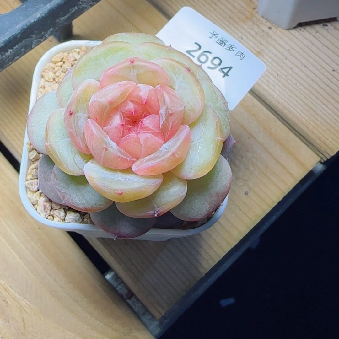 红蔷薇，2694多肉植物