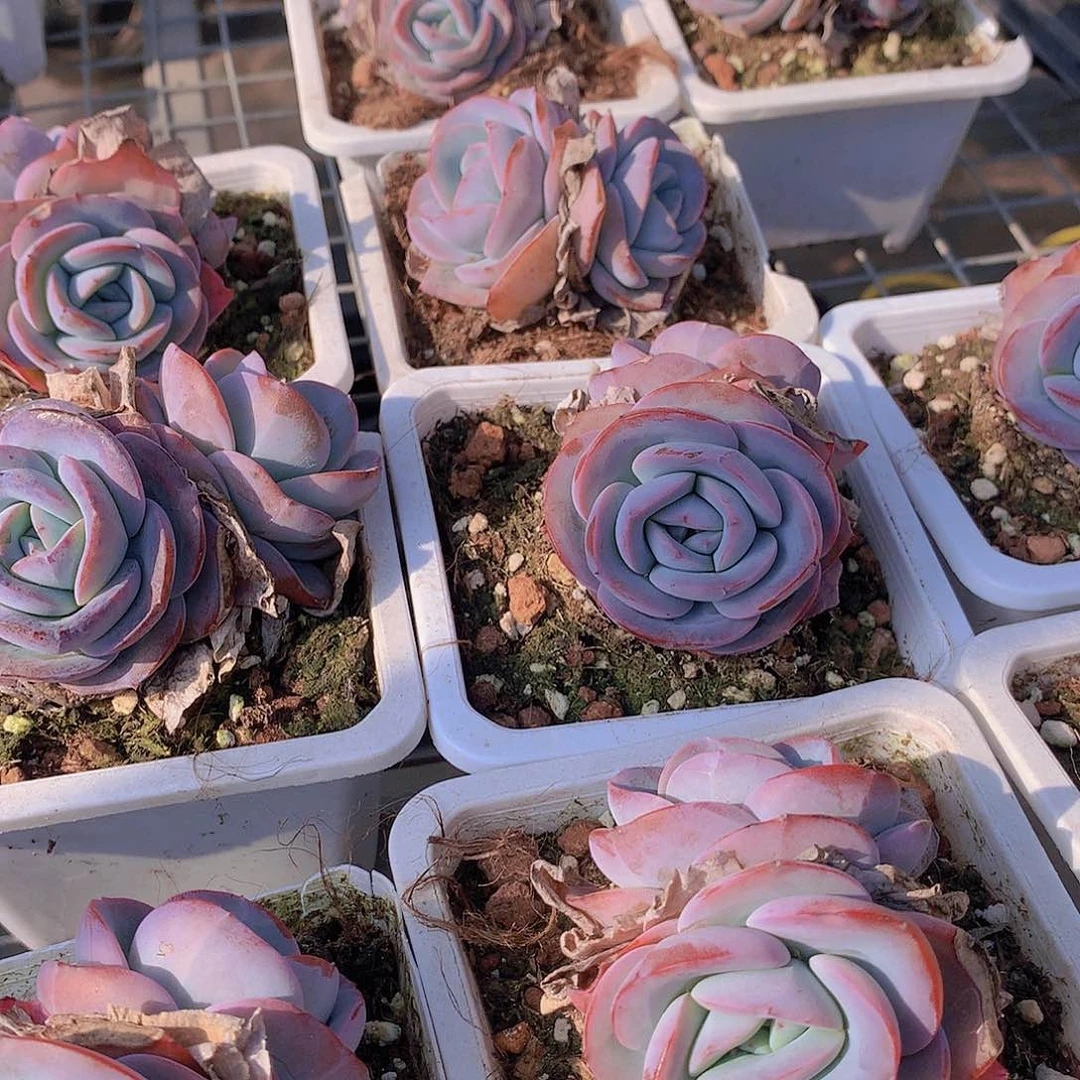 双头布鲁兰244667788990000