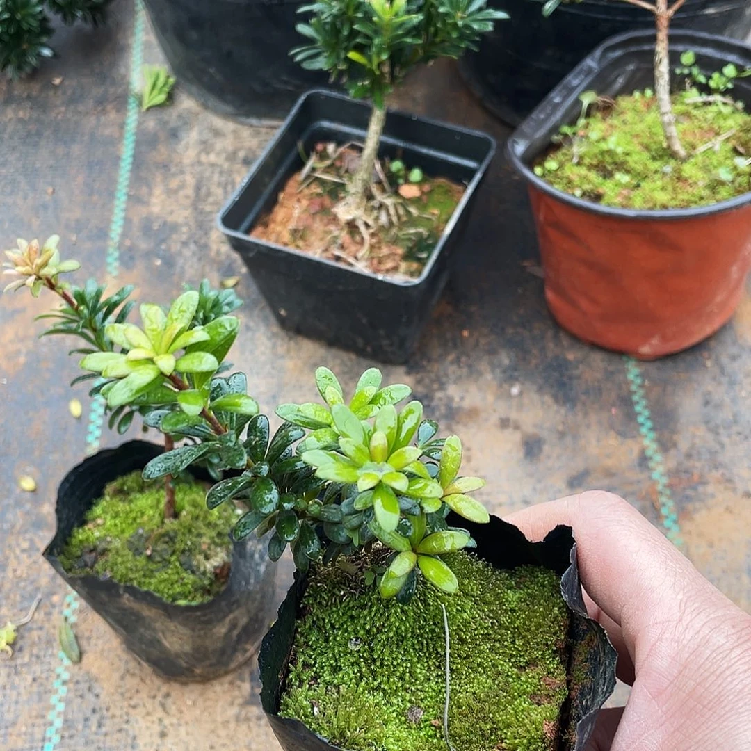 8***8完全开放罗汉松盆景罗汉松