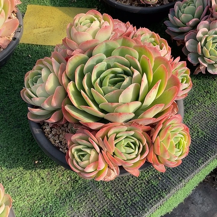 弥***资杂交啦啦啦德玛西亚