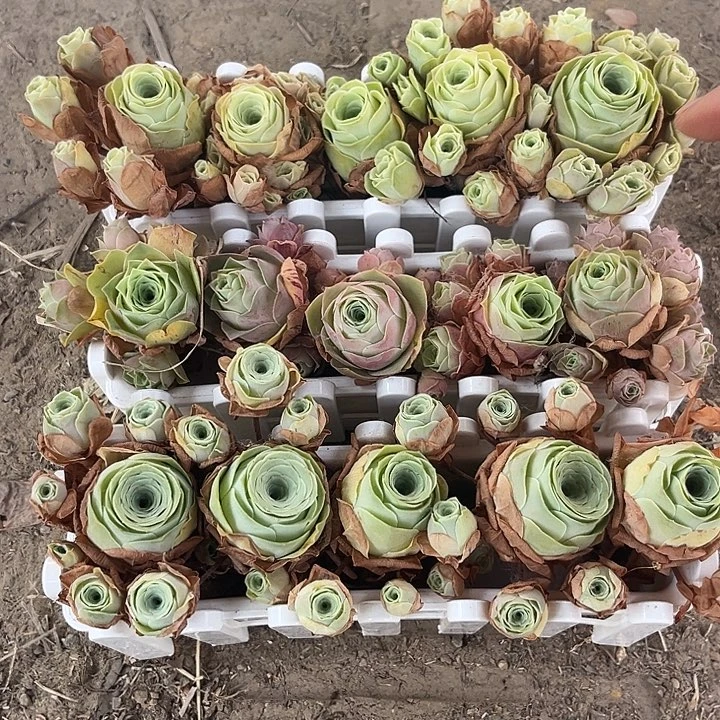 小玉➕阿罗拉➕特内里费玫瑰5个带长盒