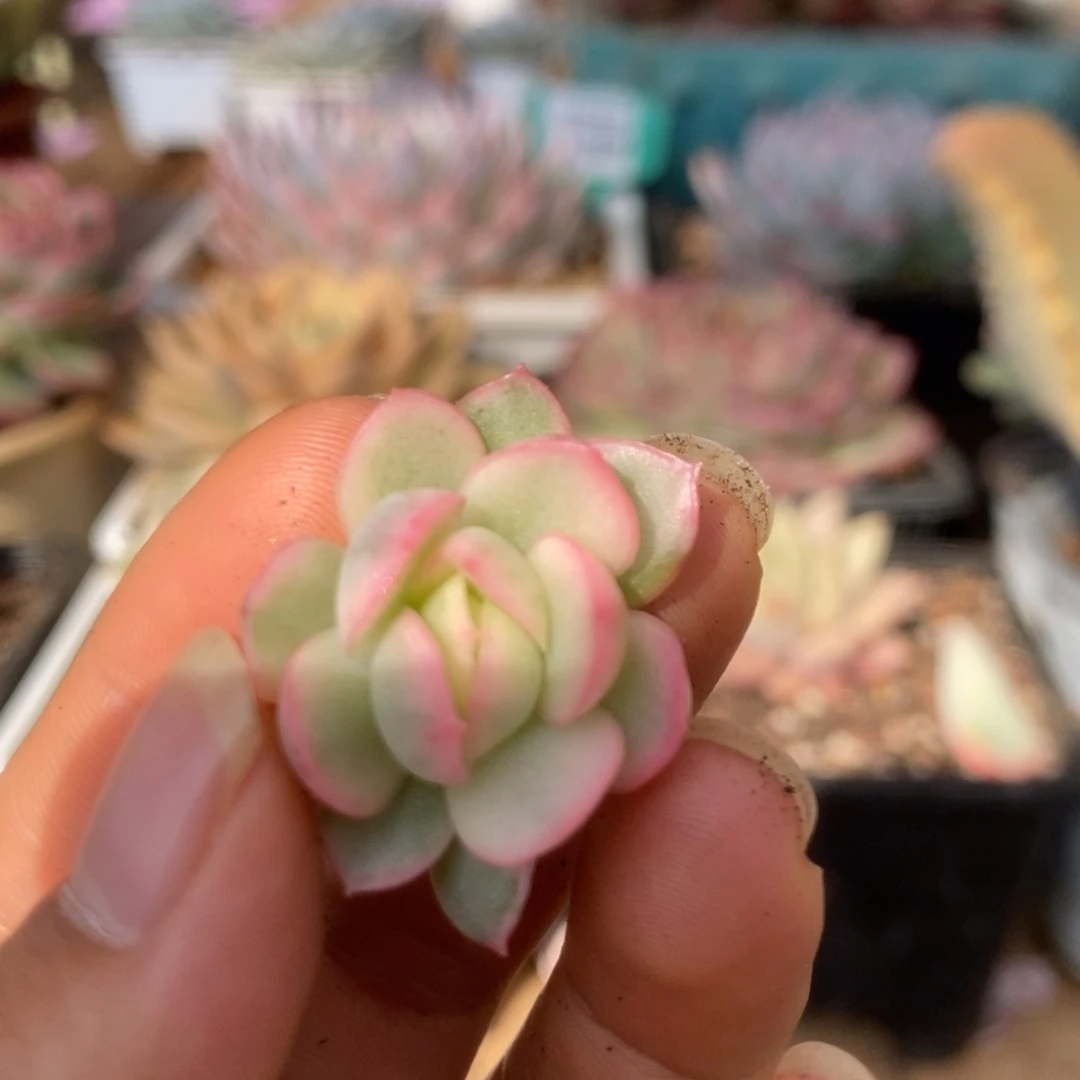 20黄玫瑰锦锦锦锦锦锦