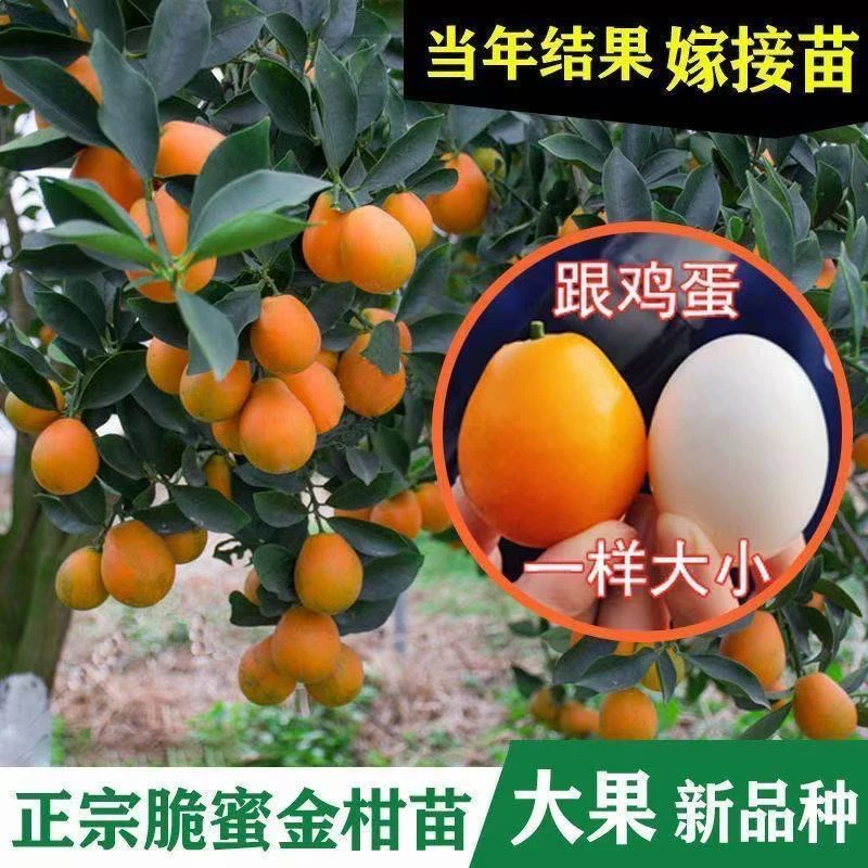 【甜度五星级】正宗脆蜜脆皮金桔树苗嫁接四季结果南北可种盆栽地栽