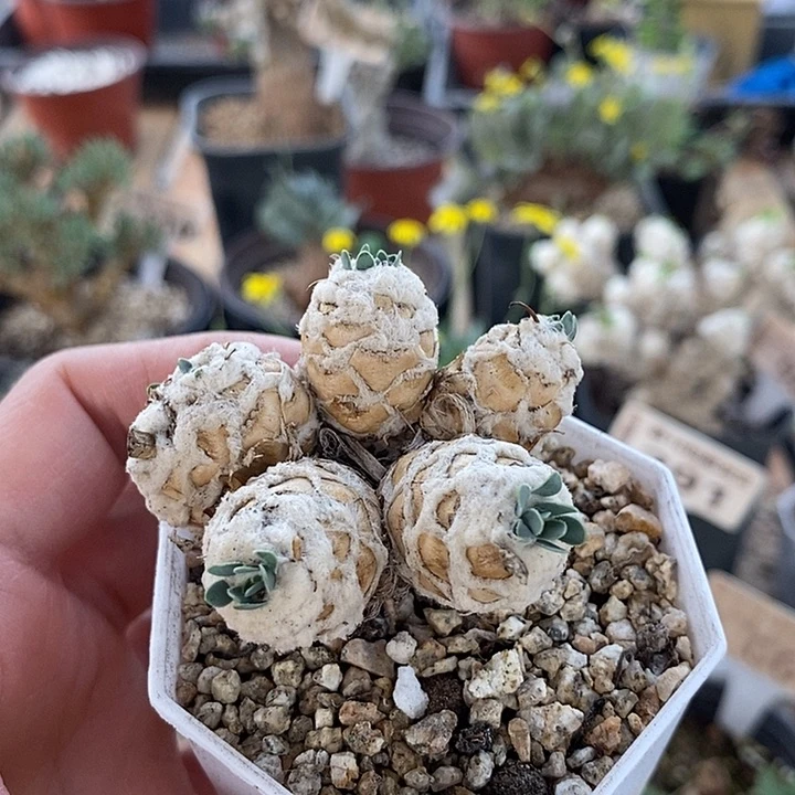 119一一一一小刨花一一一一一