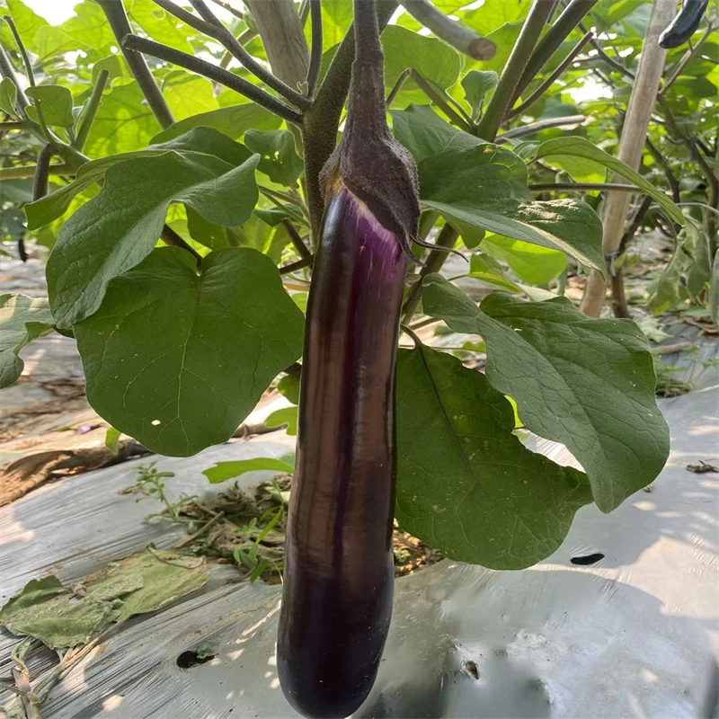 广西紫色茄子新鲜采摘当季露天长茄子应季蔬菜