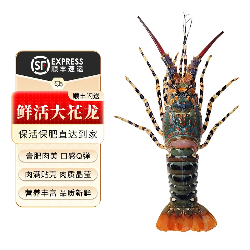 鲜活大花龙1.1-1.8斤大龙虾澳洲青龙花龙虾波士顿海鲜水产精品