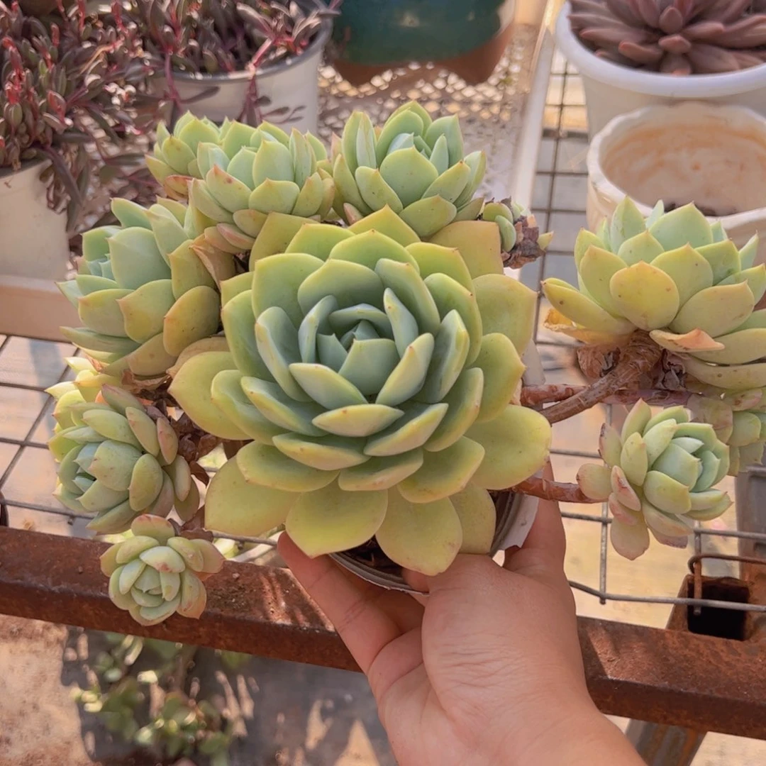 韩国恋曲大单头带仔无砍