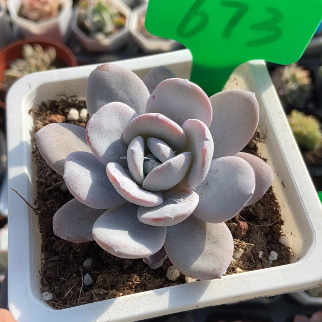 673雪莲多肉植物