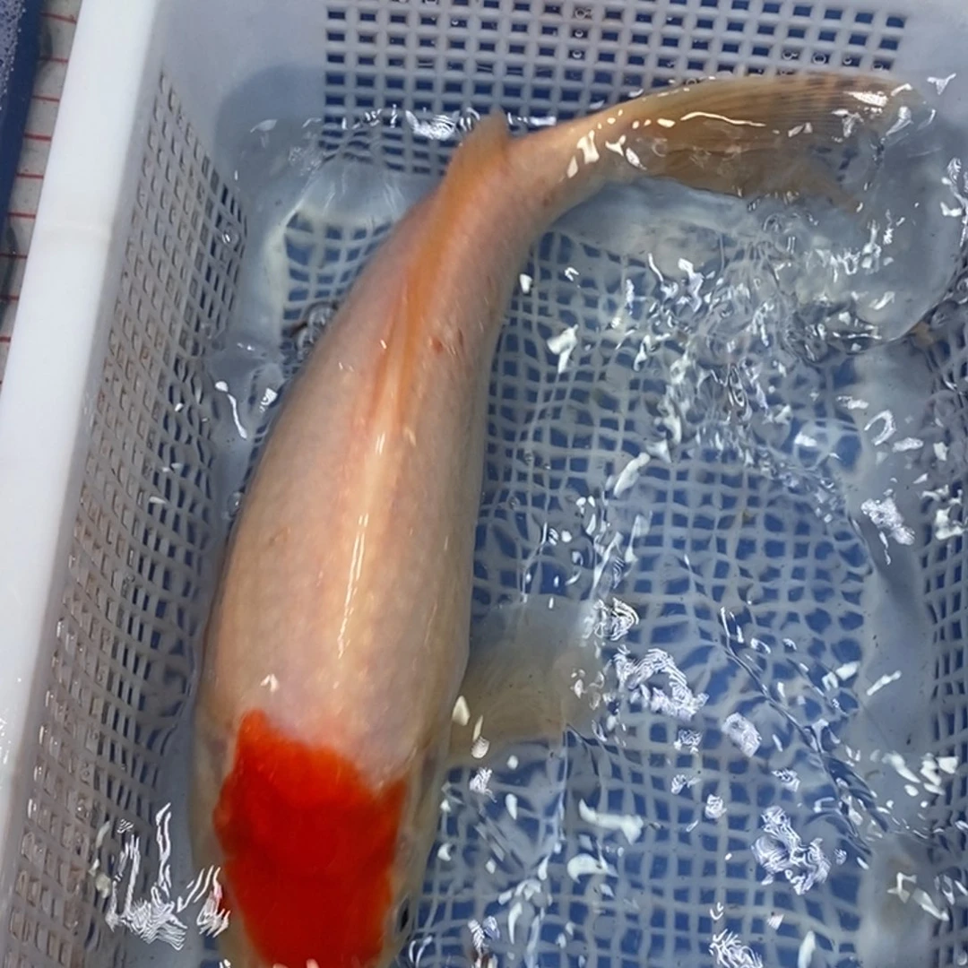 锦鲤冷水锦鲤包邮
