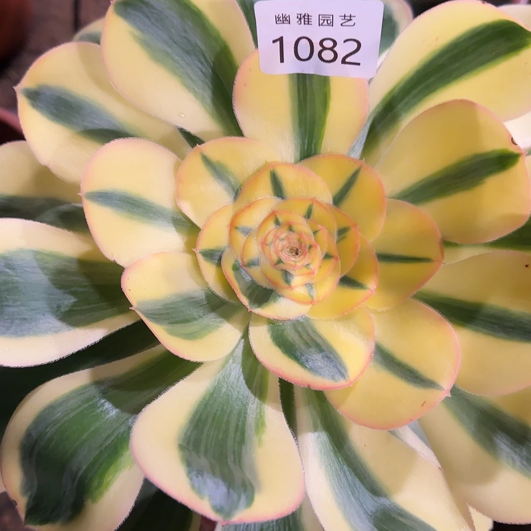 多肉植物王妃1082