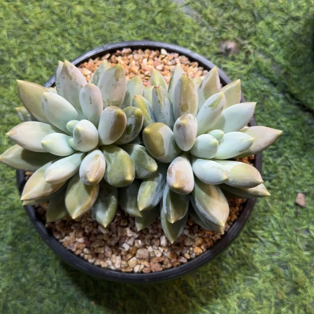 多肉植物哥特萝莉