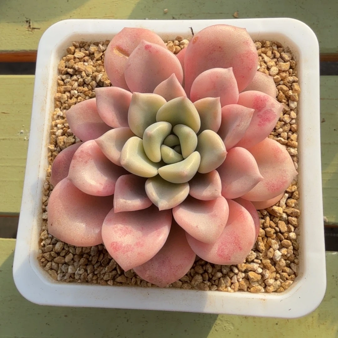 花斑鹿锦锦上园艺一物一拍