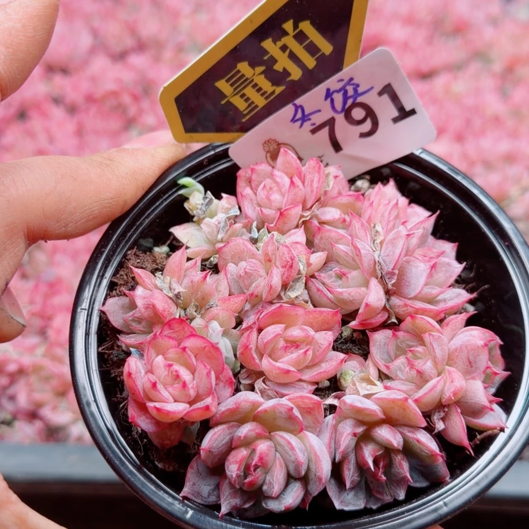 多肉植物多肉植物