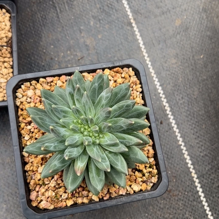 毛***花毛毛姐雪戴利缀化一颗