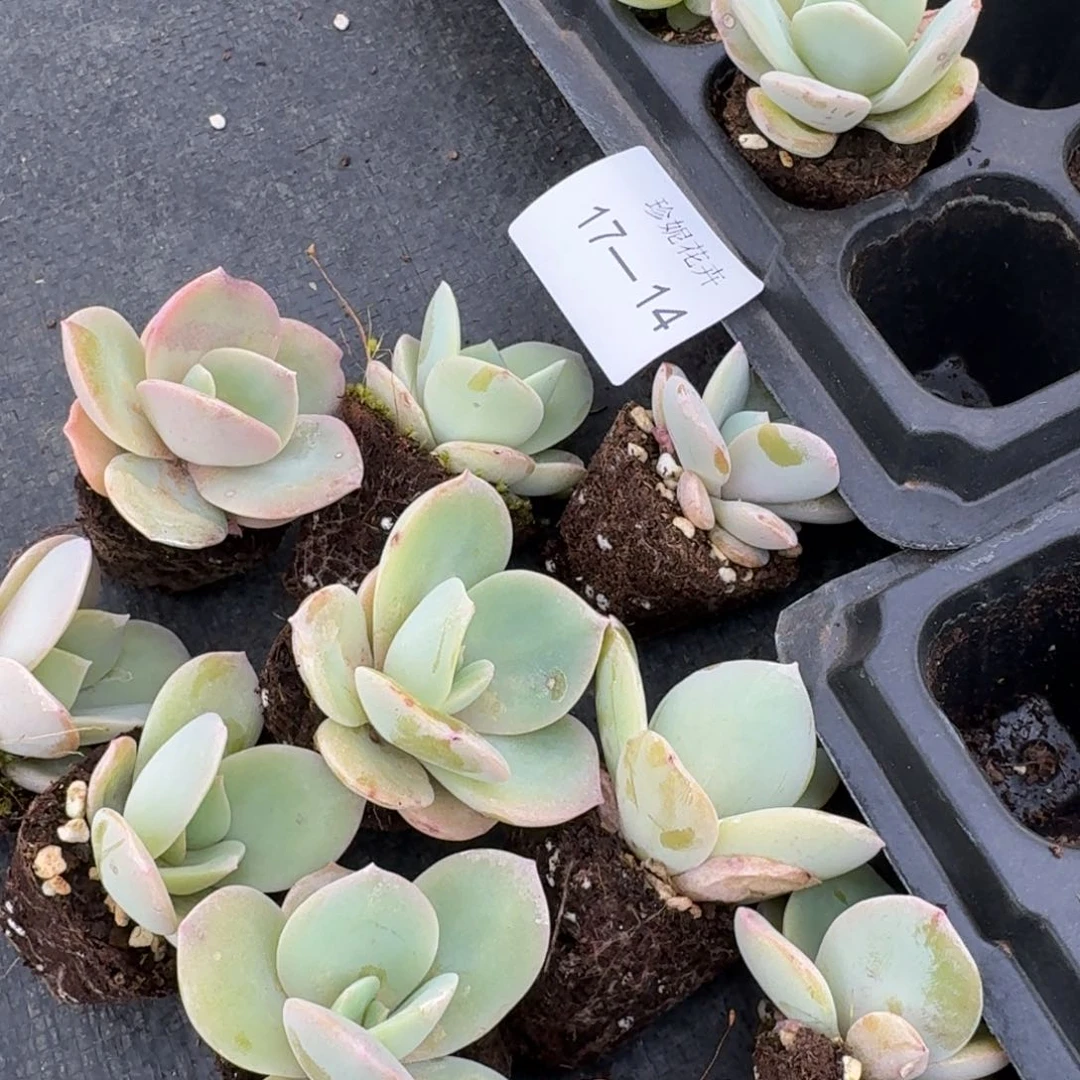 白凤杂交黑水晶十棵量拍17-14