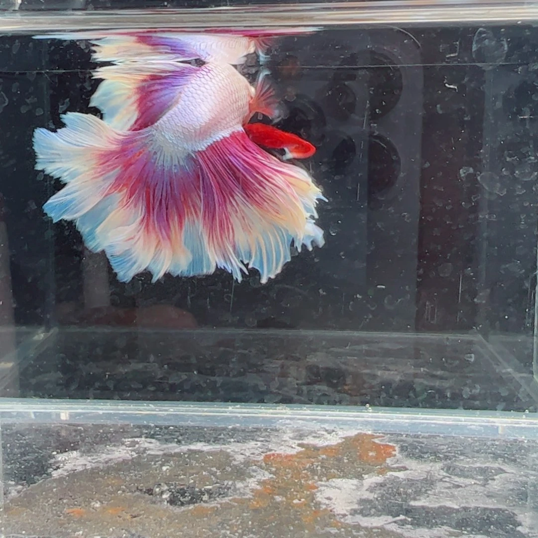 斗鱼浅色仙仙裙特殊尾