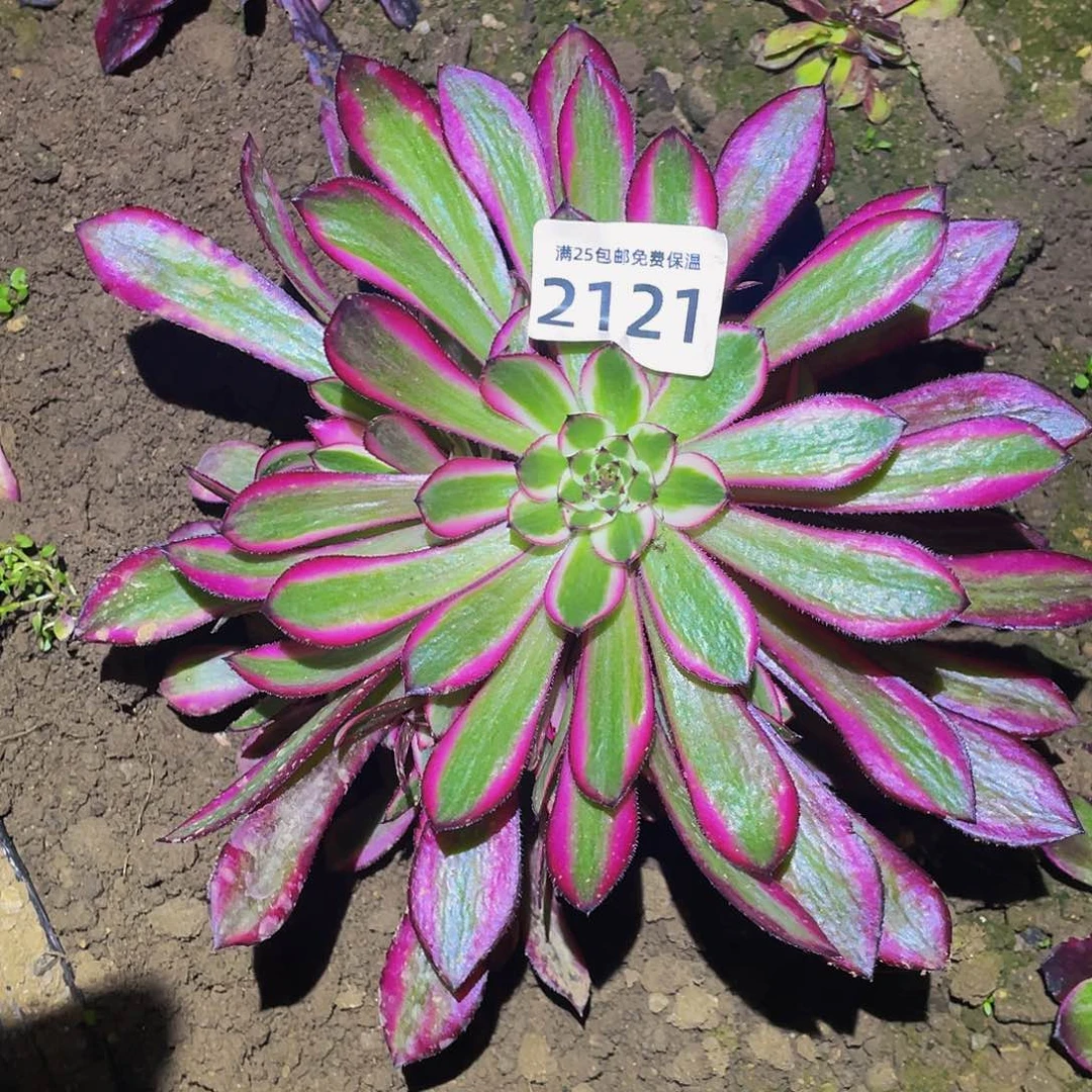 2121粉铜多肉植物