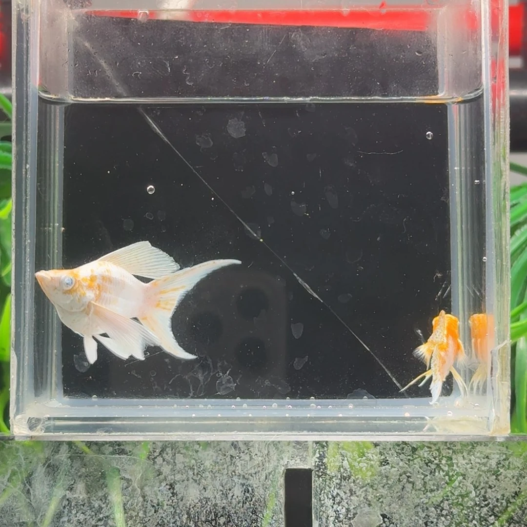 孔雀鱼钻眼燕尾樱花玛丽一对