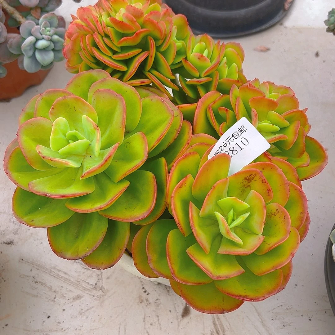 燕***2810红梅多肉植物多肉