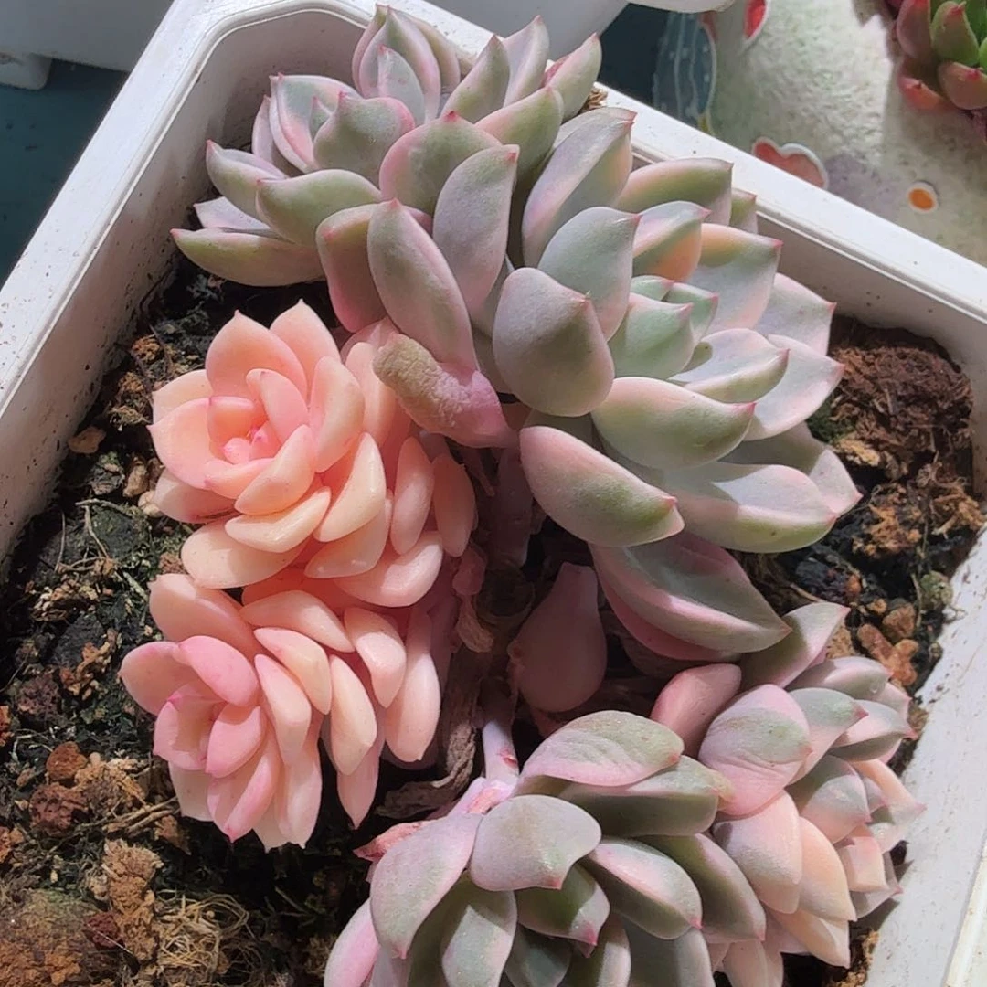 星****店红粉佳人锦，多肉植物