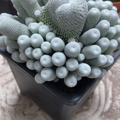 小**猪月世界x仙人球140米赚人气