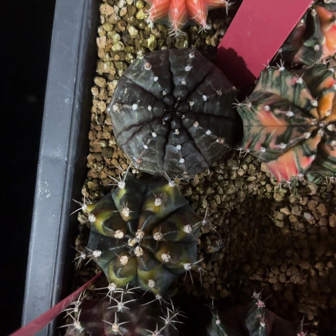 L826-1215泰国发货