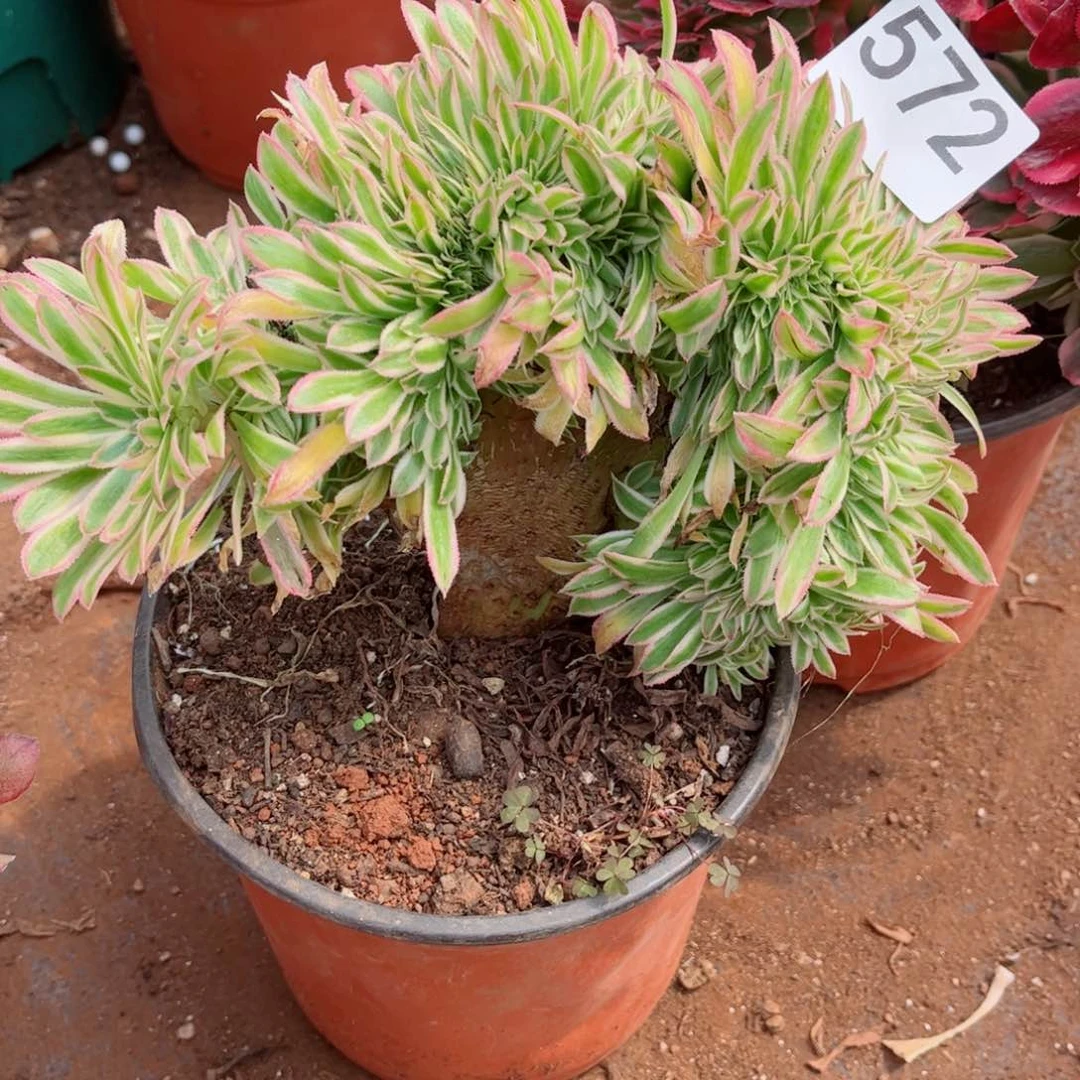 多肉植物572夕颜