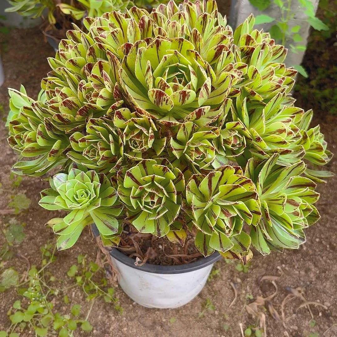 必火多肉植物手捧