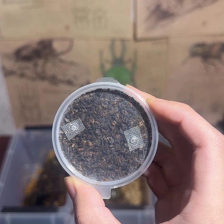 彩虹镜面绿65mm后代