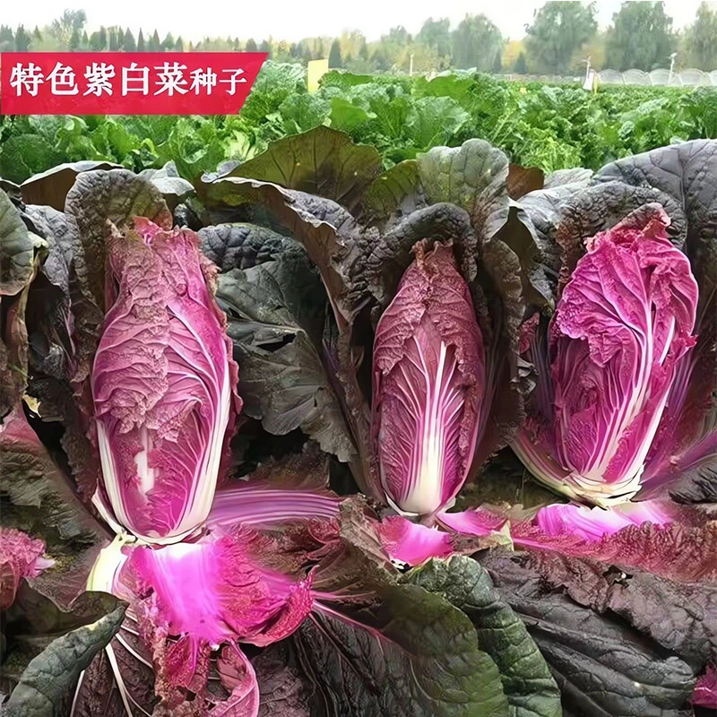里外紫色大白菜种子高产紫白菜种子紫罗兰白菜紫白菜夏季蔬菜种子