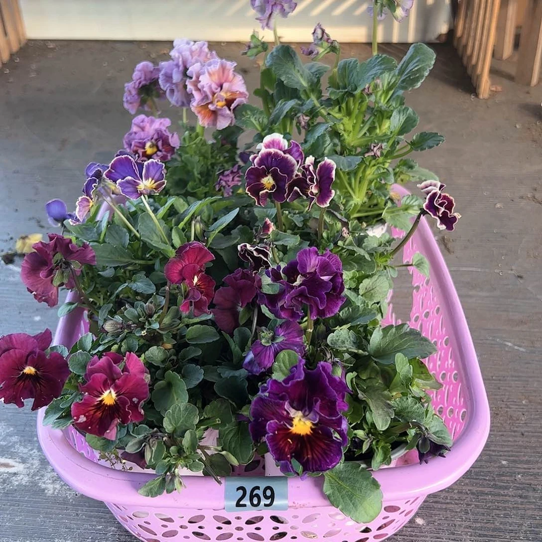 【闪购商品】269号