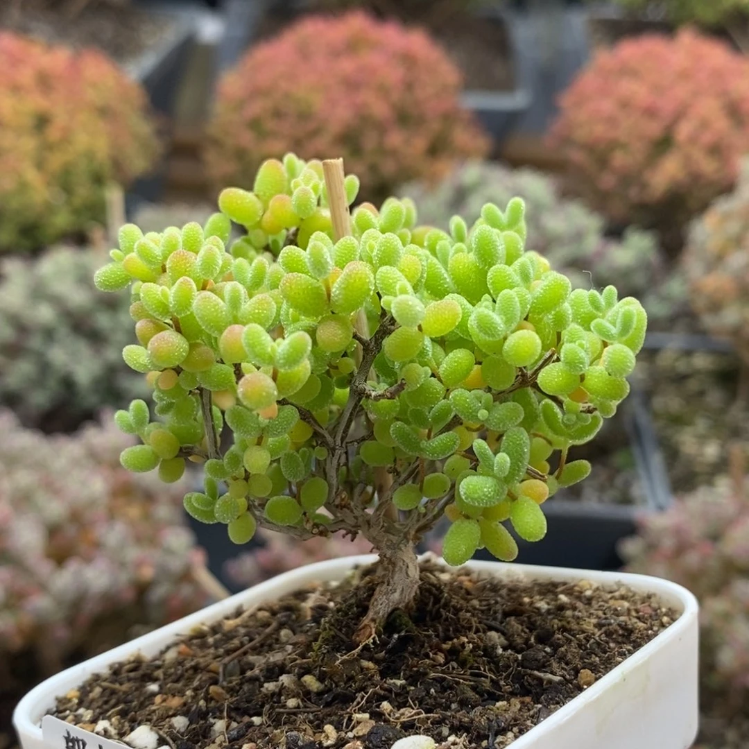 红*蜜橘糖球7198枝干番杏