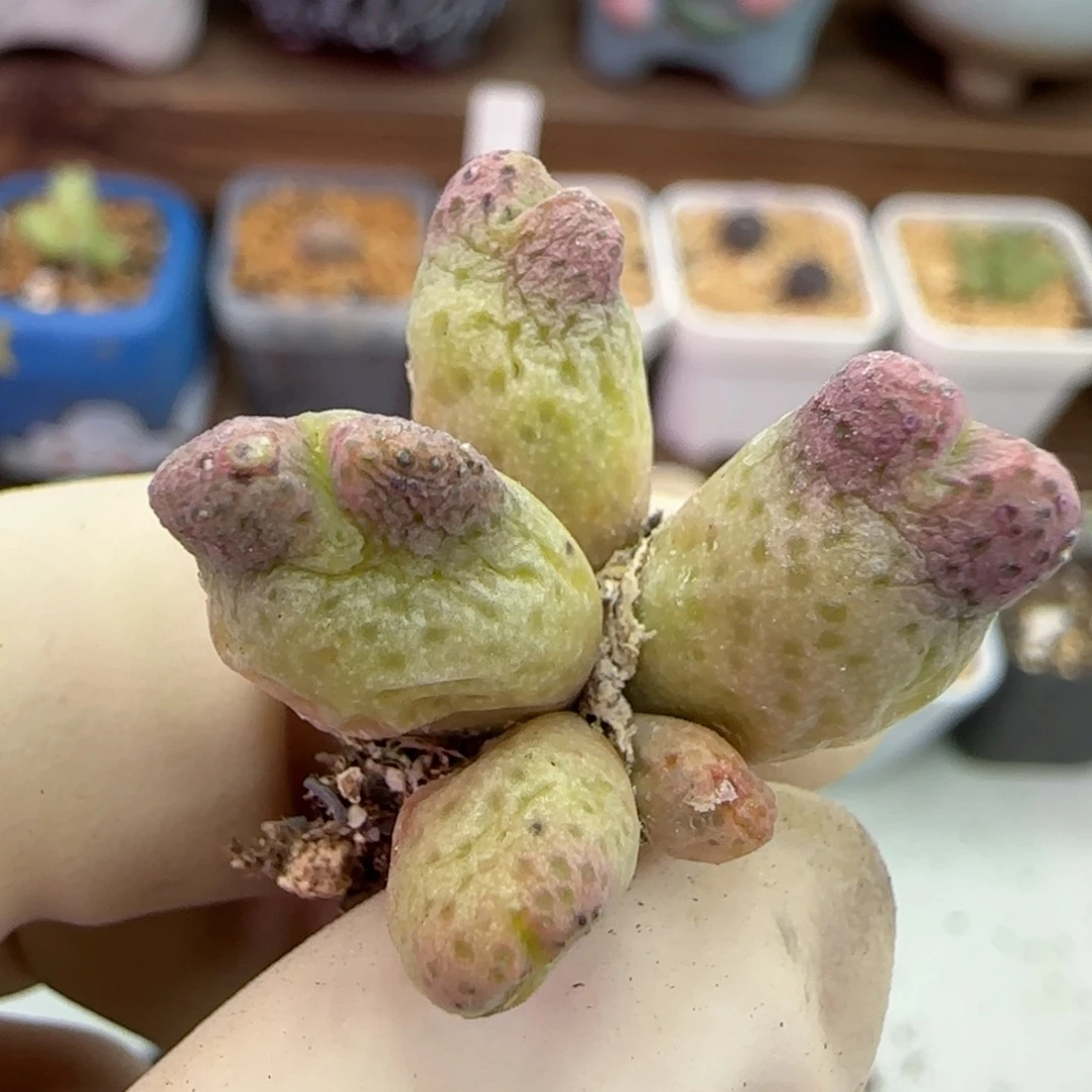 125园艺优选红斑马