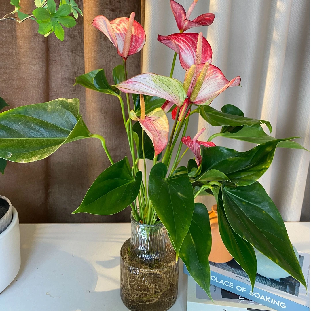 ZG带冰川瓶水培粉掌绿植利帷幕净化空气桌面盆栽3-4花水培30-40CM