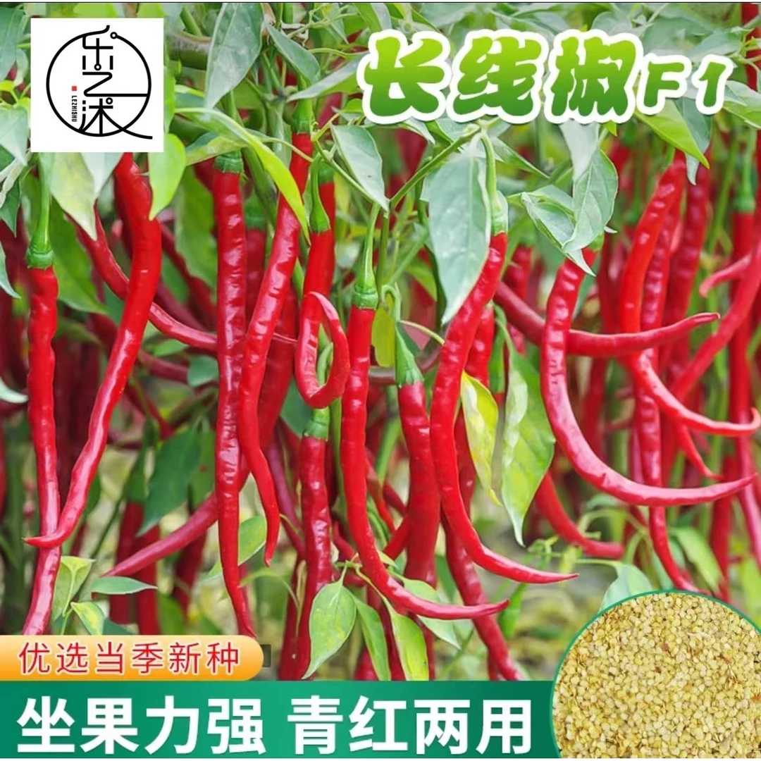 【红线椒种子】四季种植盆栽地栽阳台小院种植