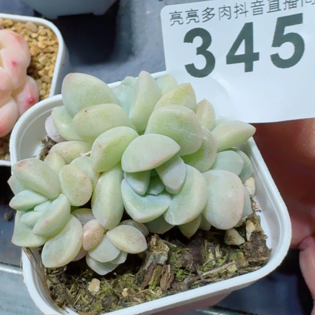 冰玉六头         精品多肉