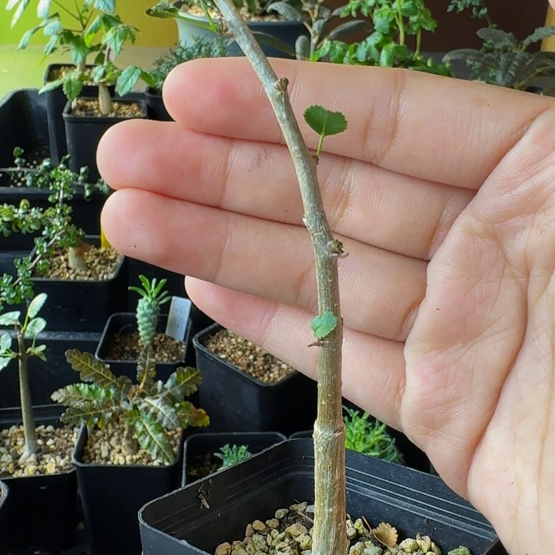 奶香味➕薄荷味 实生纳马橄榄带盆土包邮