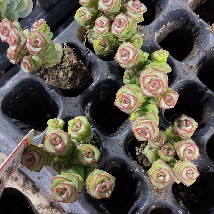 5颗小钱串5颗一组