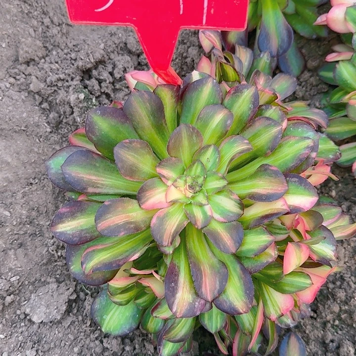 5-41流星雨多肉法师