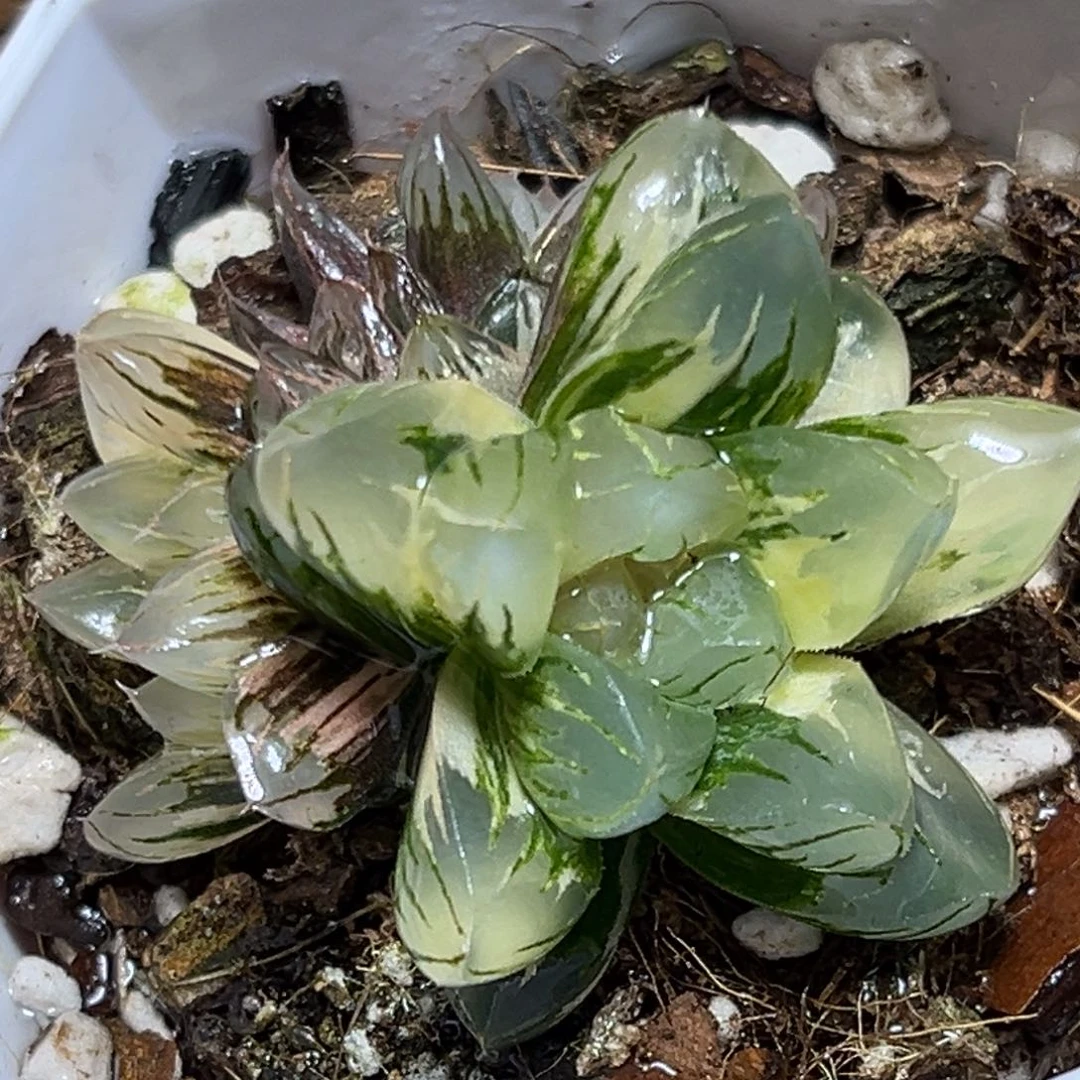 恭喜发财大吉大利0082