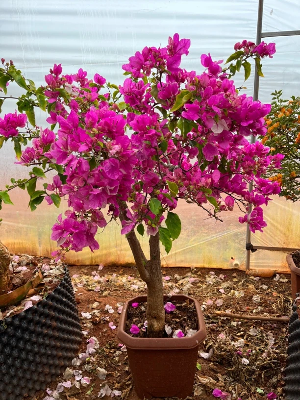 勤花系列斑红樱来了