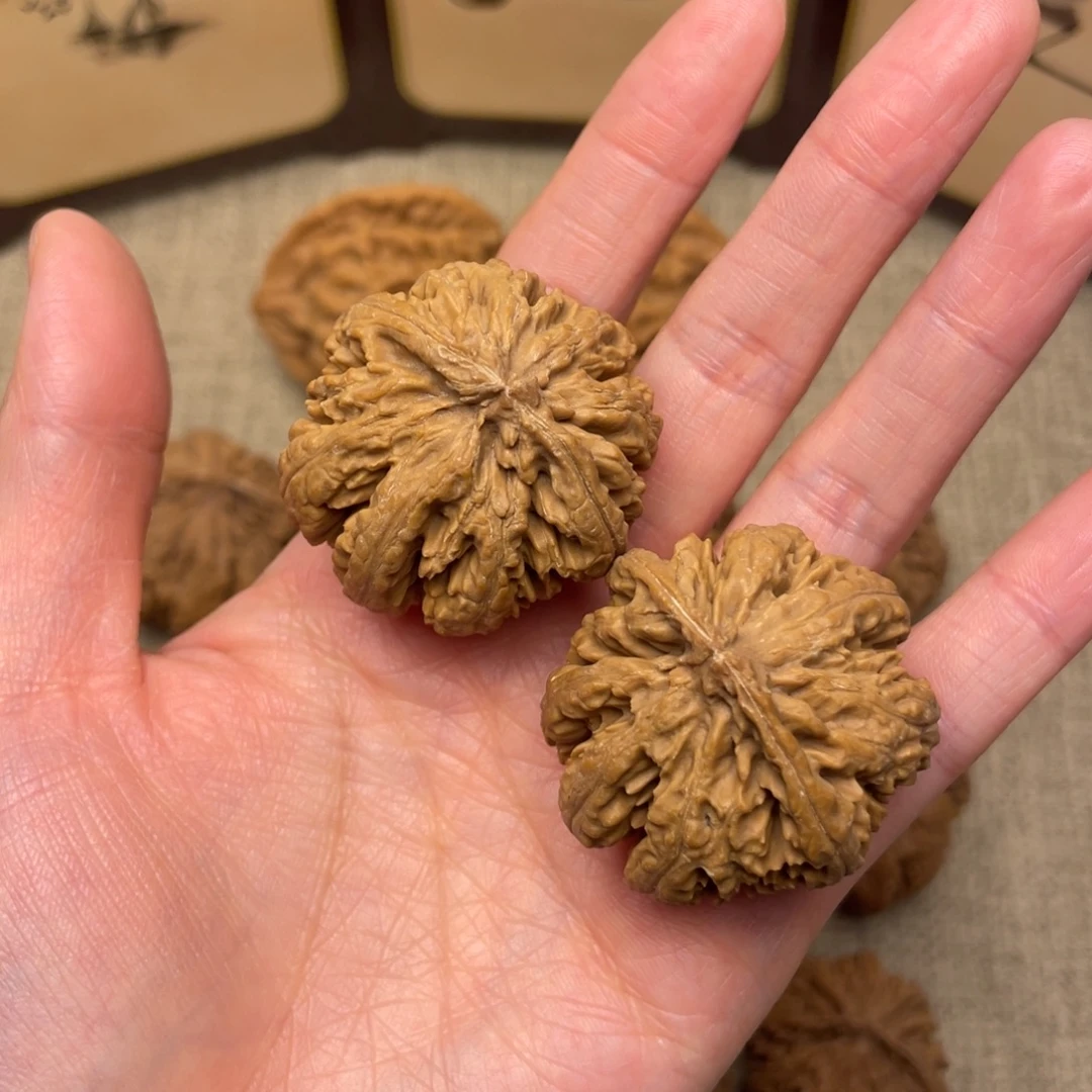 核桃秦岭核桃41号