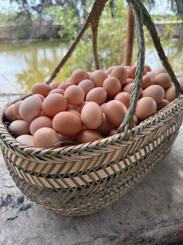 台山土鸡蛋  不土不吃土鸡蛋   30枚 当天捡