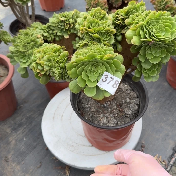 红***我是杨冰、我在378