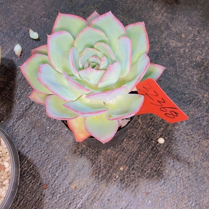 微蓝光一物一拍32368...