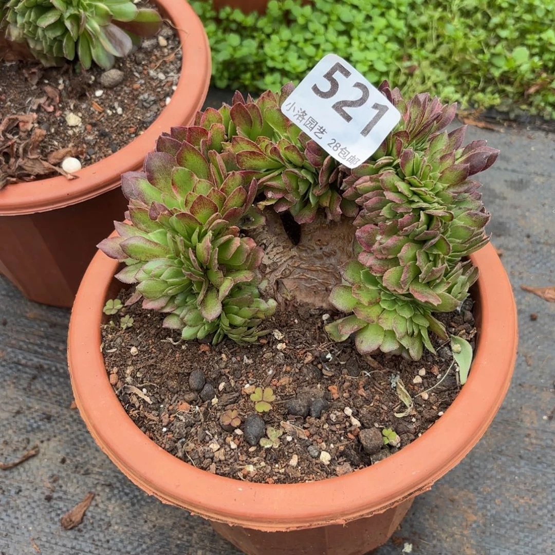 521哈海王不包轻微破损