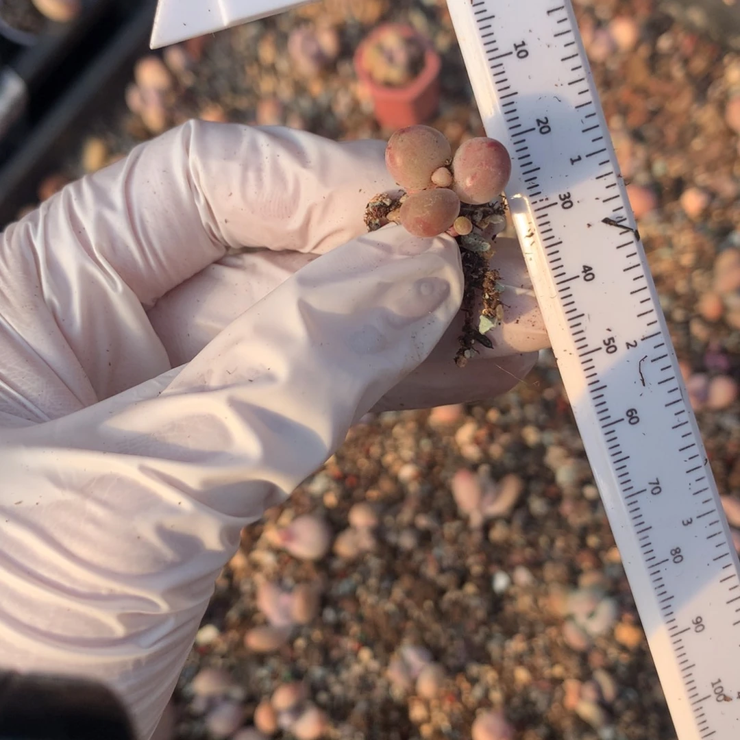 糖果奶酪多肉 糖果