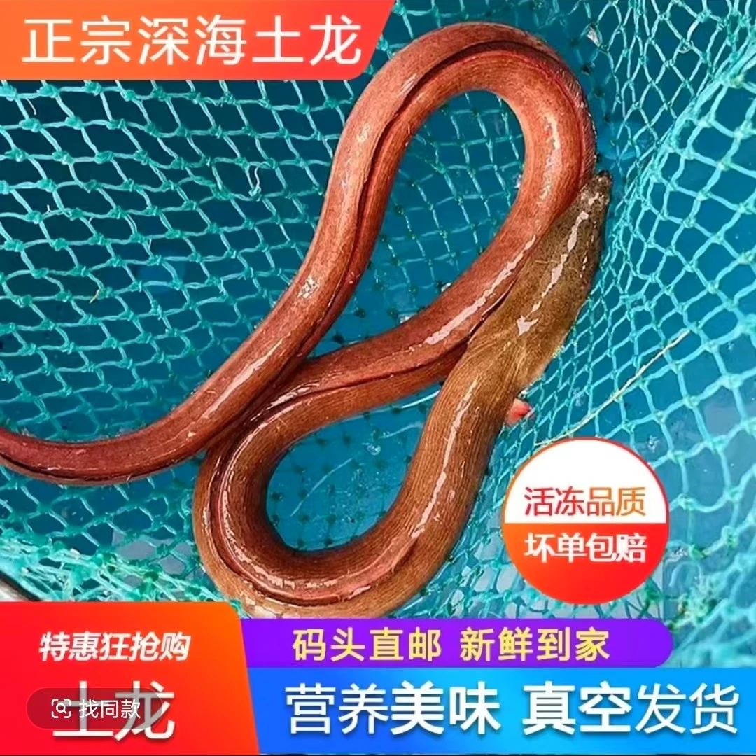 【福建土龙】福建东山岛海捕土龙活冻鳗鱼 野生生冻土龙 煲汤1-3斤