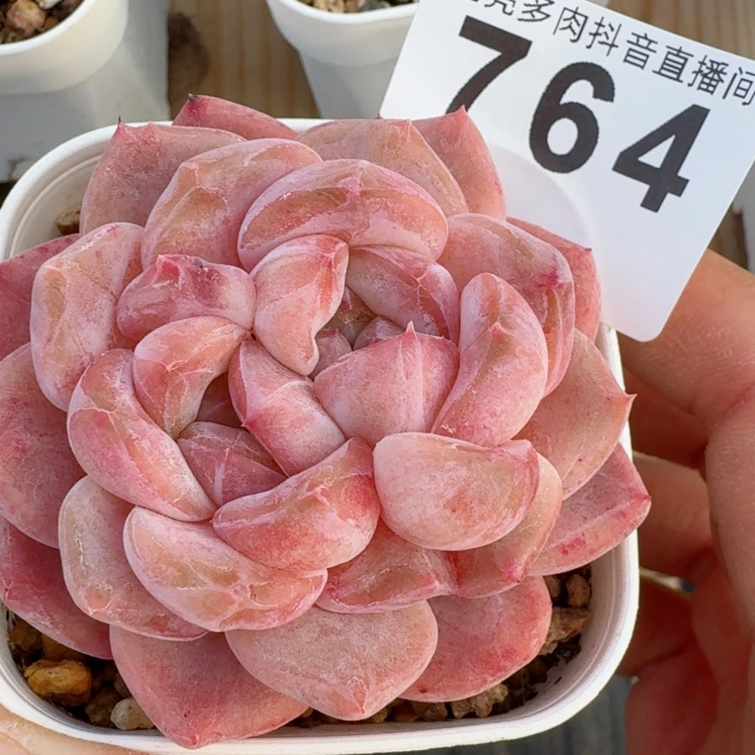 双心冰魄       多肉植物