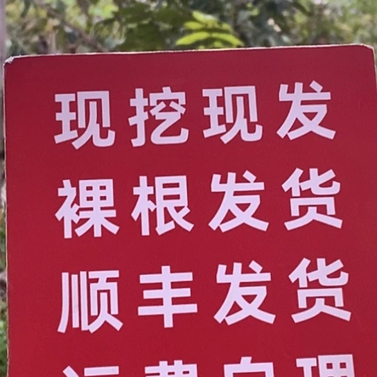 加***力吊坠文玩核桃预定沈阳鸡心长期寄养交定金200还差160